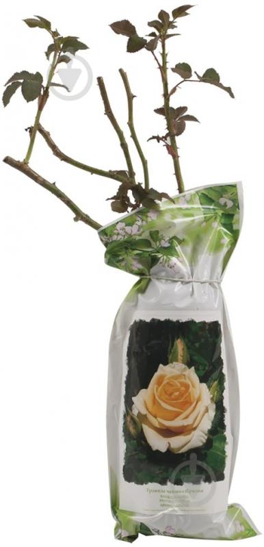 Саженец Роза чайно-гибридная - фото 1