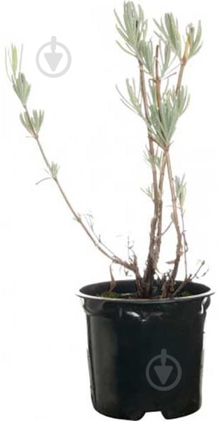 Саженец Лаванда 1 шт - фото 1