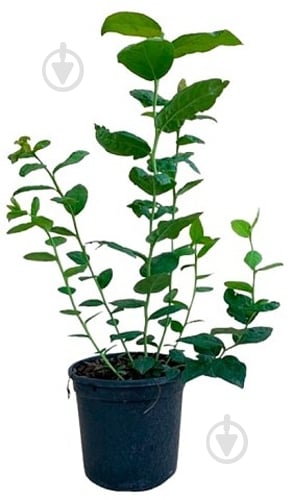 Саженец Голубики Стандарт - фото 1