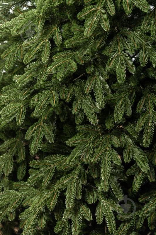Штучна ялинка лита Лапландська 1,80 м зелена - фото 14 Штучна ялинка лита Лапландська 1,80 м зелена - фото 14