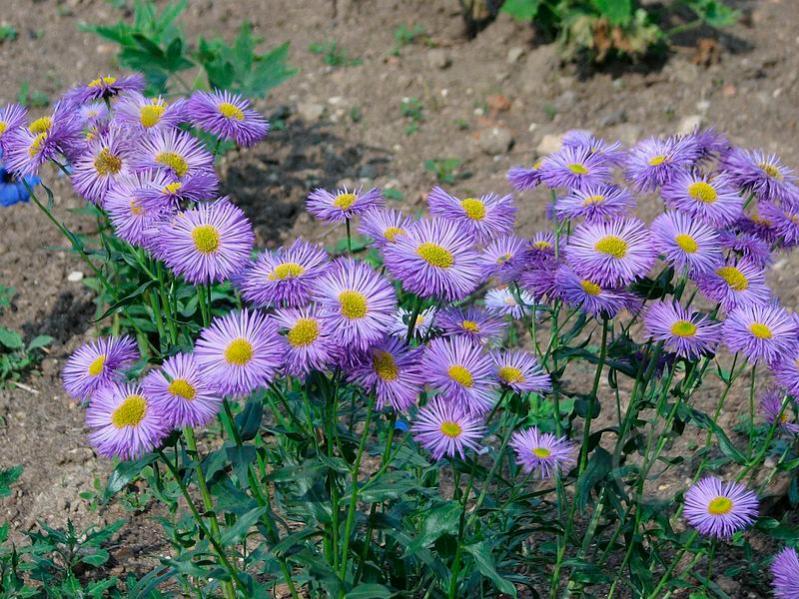 Семена Насіння України Еригерон голубой - фото 2