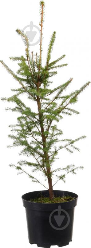 Растение ель обыкновенная Picea abies С3 С5 - фото 1 Растение ель обыкновенная Picea abies С3 С5 - фото 1