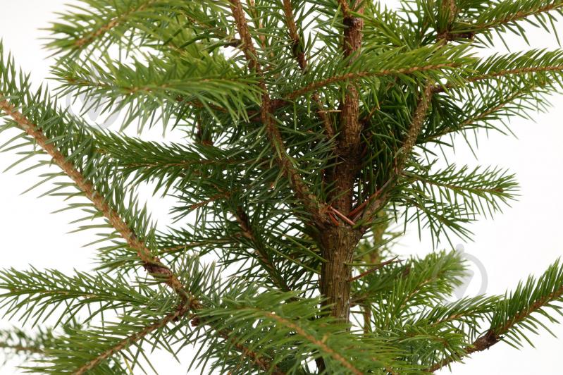 Растение ель обыкновенная Picea abies С3 С5 - фото 2 Растение ель обыкновенная Picea abies С3 С5 - фото 2