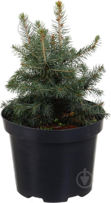 Рослина ялина колюча Super Blue Seedling'С3 - фото 1