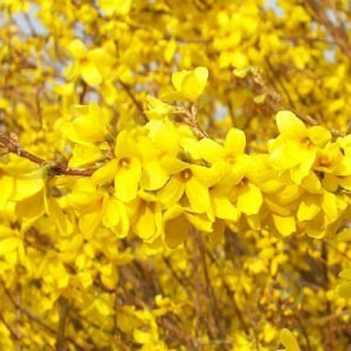 Растение Форзиция Weekend С2 H20-40 - фото 2 Растение Форзиция Weekend С2 H20-40 - фото 2