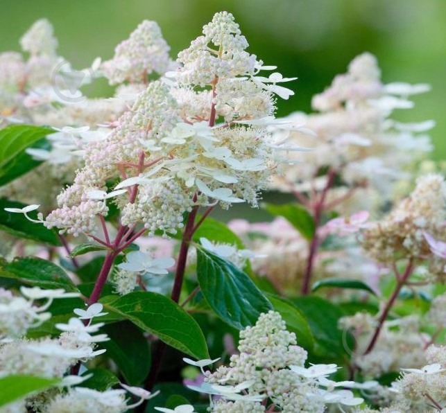 Растение Гортензия/Hydrangea paniculata Early Harry С3, H 40-60 - фото 3