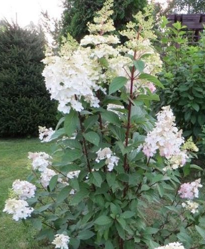 Растение Гортензия/Hydrangea paniculata Early Harry С3, H 40-60 - фото 2