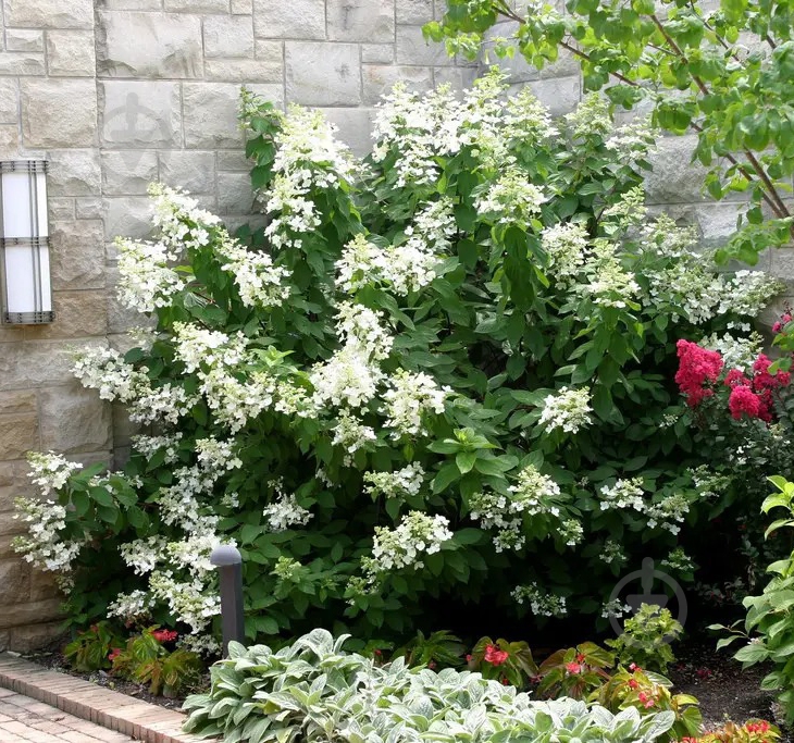 Растение Гортензия/Hydrangea paniculata Levana С3, H 40-60 - фото 2 Растение Гортензия/Hydrangea paniculata Levana С3, H 40-60 - фото 2