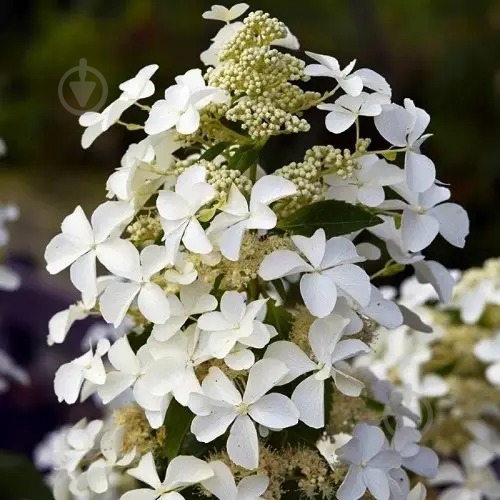 Растение Гортензия/Hydrangea paniculata Levana С3, H 40-60 - фото 1 Растение Гортензия/Hydrangea paniculata Levana С3, H 40-60 - фото 1