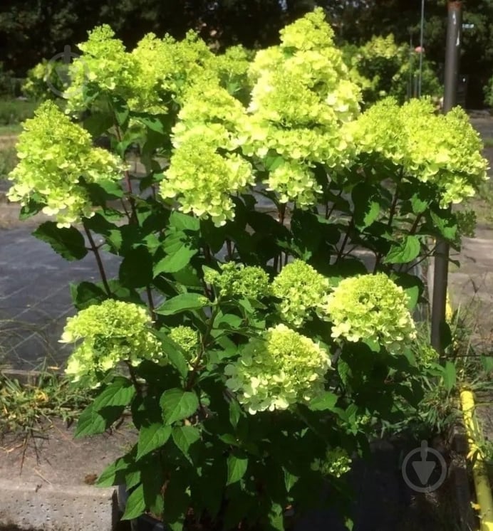 Растение Гортензия/Hydrangea paniculata Mojito С3, H 40-60 - фото 3