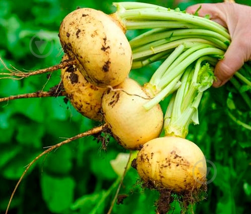 Насіння SeedEra ріпа Золота куля 2 г (4823073707272) - фото 3