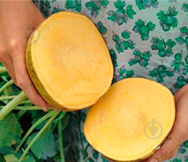 Насіння SeedEra ріпа Золота куля 2 г (4823073707272) - фото 4