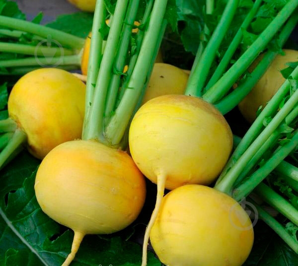 Насіння SeedEra ріпа Золота куля 2 г (4823073707272) - фото 2