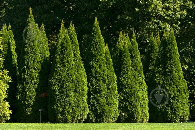 Растение Туя/ Thuja occidentalis Dziak С3, Н15-25 - фото 1