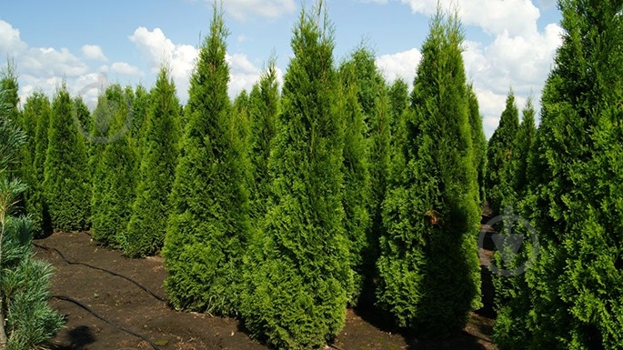 Растение Туя/ Thuja occidentalis Dziak С3, Н15-25 - фото 2