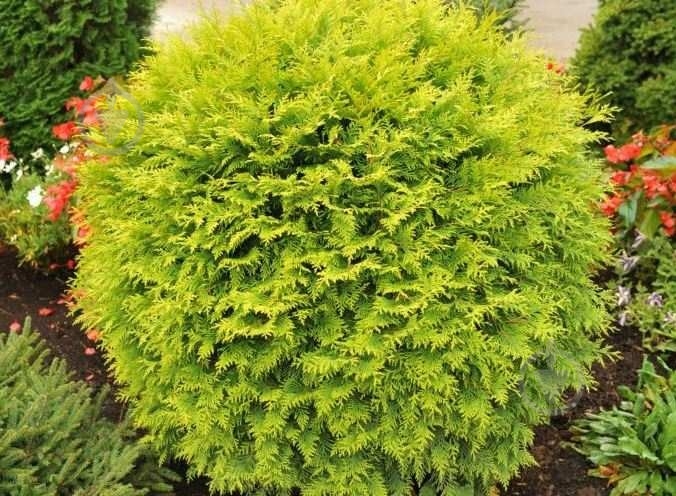 ᐉ Рослина Туя/ Thuja occidentalis Globosa Aurea С3, D15-20 • Краща ціна ...