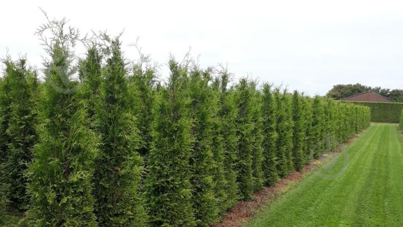 Растение Туя/Thuja plicata Martin С3, Н20-30 - фото 1