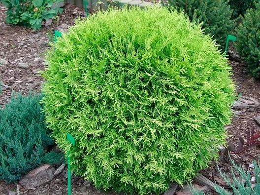 Растение Туя/ Thuja plicata Morgan С3, Н20-30 - фото 1 Растение Туя/ Thuja plicata Morgan С3, Н20-30 - фото 1