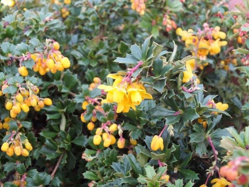 Рослина Барбарис Дарвіна Компакта/Berberis darwinii 'Compacta' С2 - фото 1