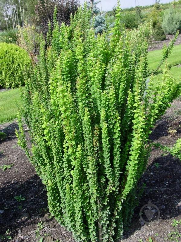 Растение Барбарис тунберга Эректа/Berberis thunb. 'Erecta' С2 - фото 1