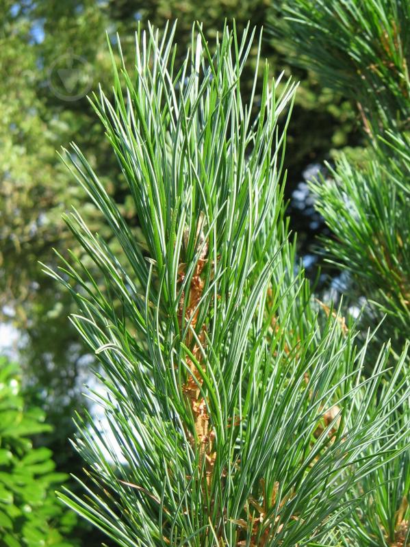 Рослина Сосна кедрова / Pinus cembra С2 /Н 5-10 - фото 3
