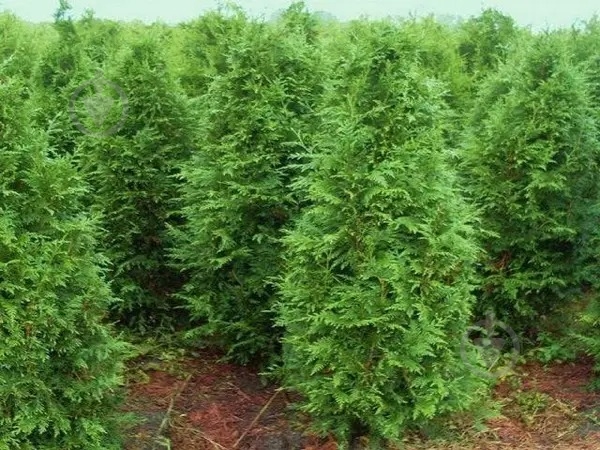 ᐉ Растение Туя складчатая Эксцельса/Thuja pl. 'Excelsa' С7,5/Н60-80 ...