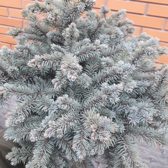 Рослина Ялина колюча / Picea pungens Glauca Compacta, C12 - фото 2