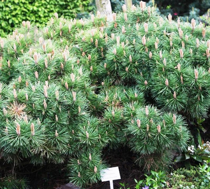 Рослина Сосна чорна / Pinus nigra Breppo, C12 - фото 1