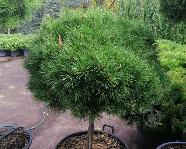 Рослина Сосна чорна / Pinus nigra Breppo, C12 - фото 2