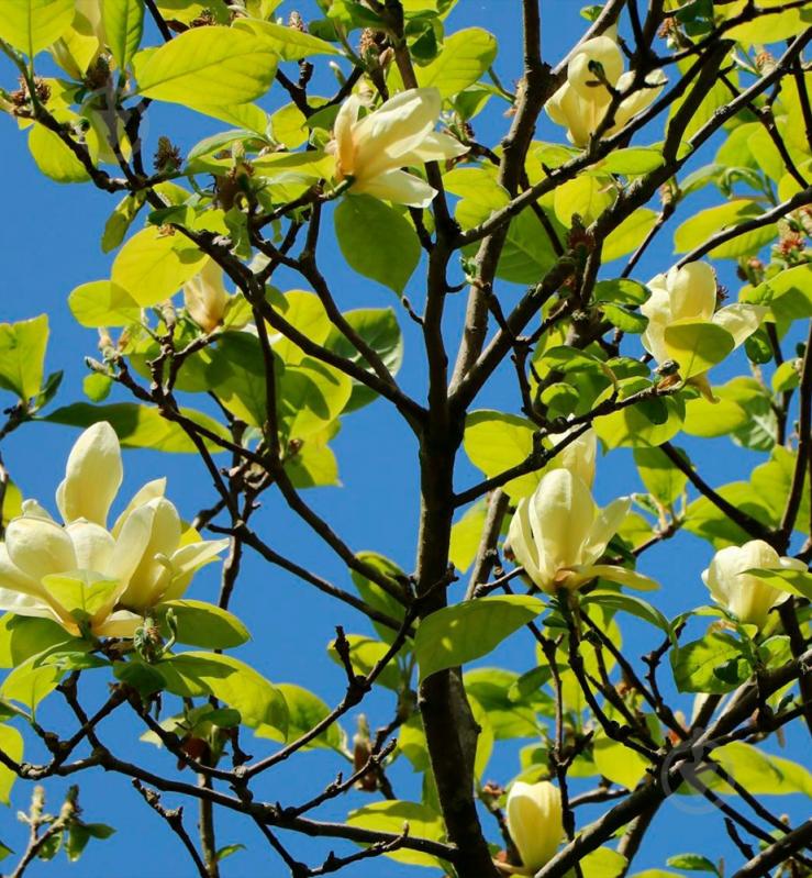 Рослина Магнолія / Magnolia Yellow Lantern, С15 - фото 1