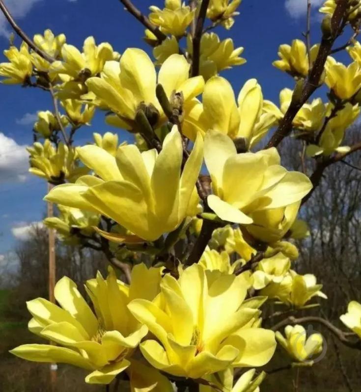 Рослина Магнолія / Magnolia Yellow Lantern, С15 - фото 2