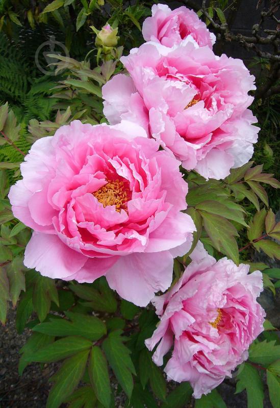 Растение Деревовидный пион / Paeonia, С5 - фото 1