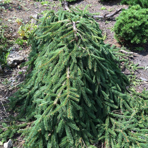 Растение Ель обыкновенная / Picea abies Loreley, С12 - фото 2