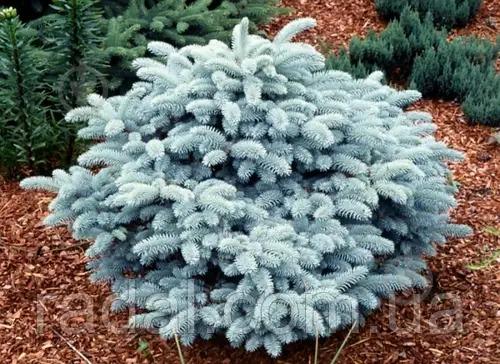 Растение Ель колючая / Picea pungens Glauca Globosa, С20 Ра 60-80 - фото 1