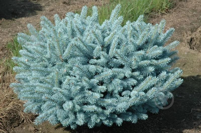 Растение Ель колючая / Picea pungens Glauca Globosa, С20 Ра 60-80 - фото 2