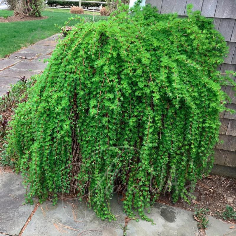 Рослина Модрина європейська / Larix decidua Pendula, С20 Ра - фото 2 Рослина Модрина європейська / Larix decidua Pendula, С20 Ра - фото 2