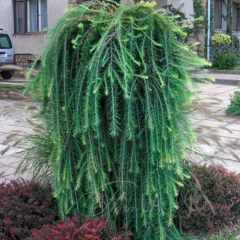 Рослина Модрина європейська / Larix decidua Pendula, С20 Ра - фото 3 Рослина Модрина європейська / Larix decidua Pendula, С20 Ра - фото 3
