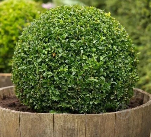 Растение Самшит вариагатный / Buxus sempervirens, С5 - фото 2