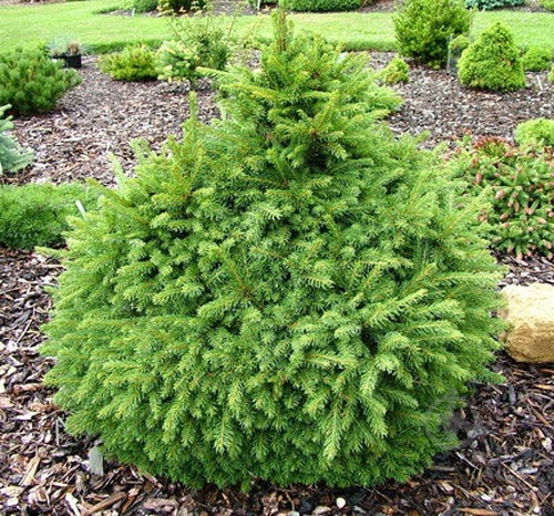 Ель обыкновенная / Picea abies Four Winds, С20 - фото 2 Ель обыкновенная / Picea abies Four Winds, С20 - фото 2
