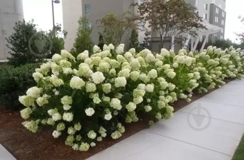 Растение Гортензия / Hydrangea paniculata Limelight, С12 Pa - фото 3