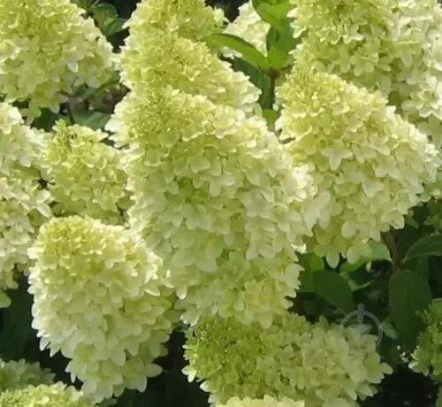 Растение Гортензия / Hydrangea paniculata Limelight, С12 Pa - фото 2
