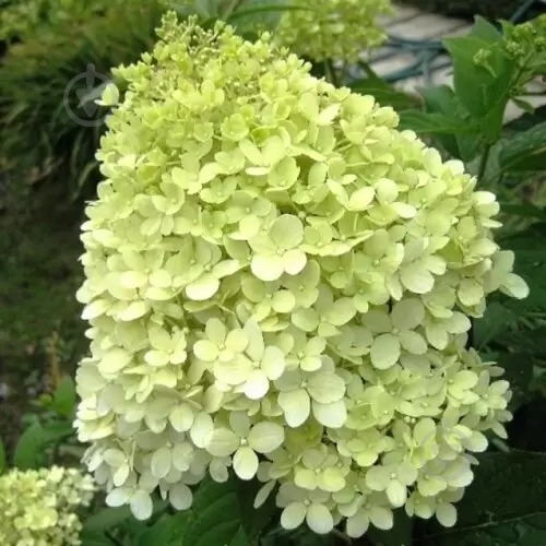 Растение Гортензия / Hydrangea paniculata Limelight, С12 Pa - фото 1