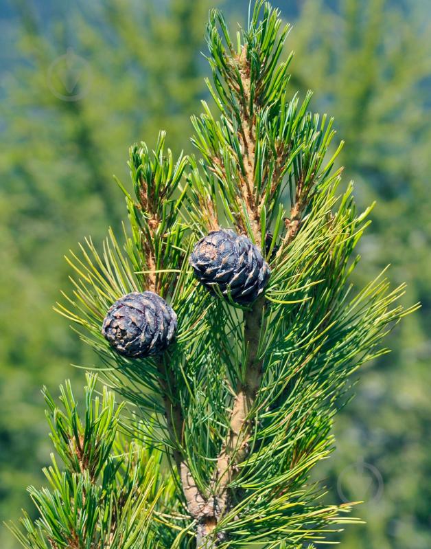 Рослина Сосна кедрова / Pinus cembra С25 - фото 1