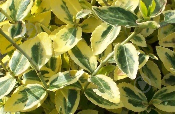 Растение Бересклет / Euonymus fort.Emerald`n Gold Р14 - фото 2