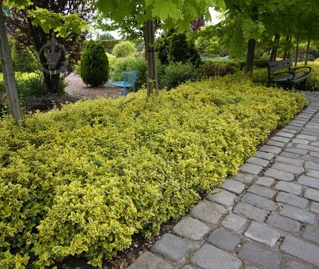 Растение Бересклет / Euonymus fort.Emerald`n Gold Р14 - фото 4