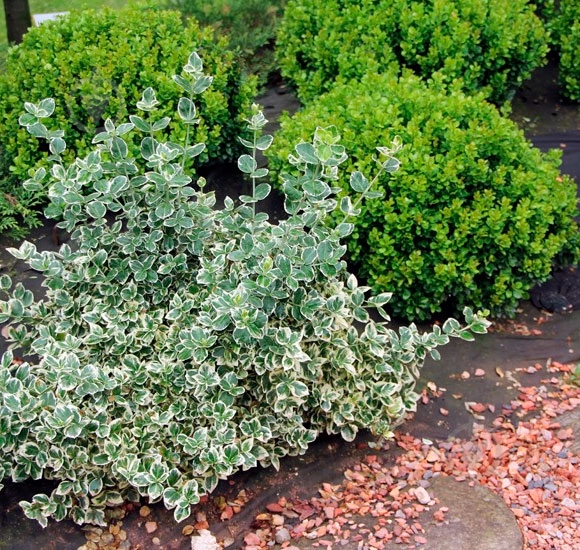 Рослина Бересклет / Euonymus fort.Emerald Gaiety Р14 - фото 2 Рослина Бересклет / Euonymus fort.Emerald Gaiety Р14 - фото 2