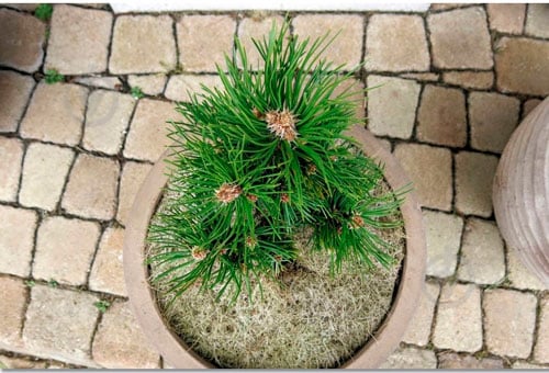 Растение Сосна красная / Pinus resinosa Jami С10 Ра - фото 3