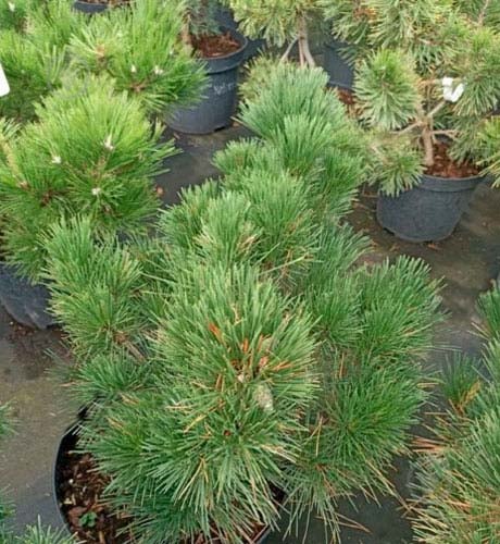 Растение Сосна красная / Pinus resinosa Jami С10 Ра - фото 1