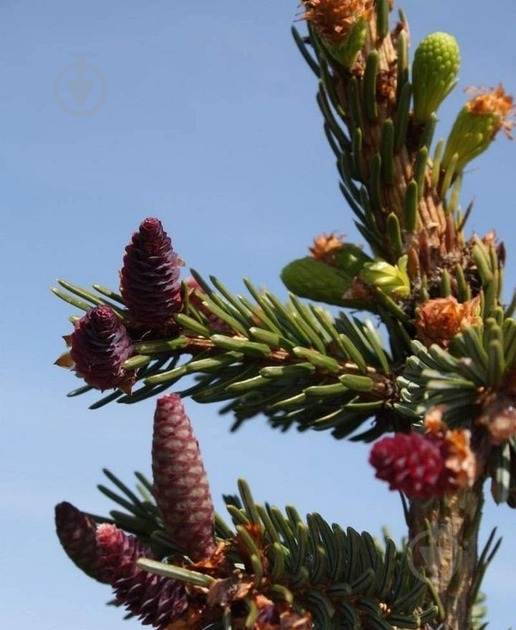 Ель сербська / Picea omorika Pendula С60 H200 - фото 4