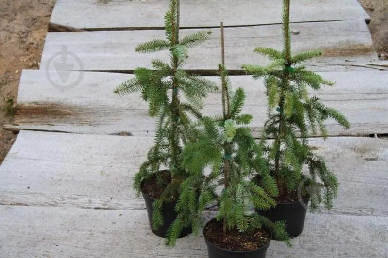 Ель сербська / Picea omorika Pendula С60 H200 - фото 1